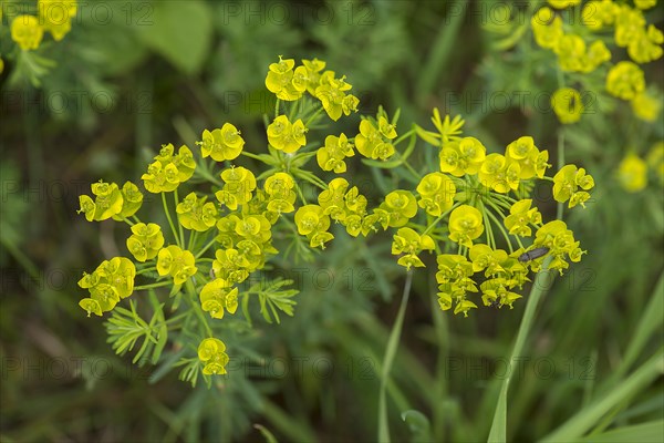 Cypress spurge