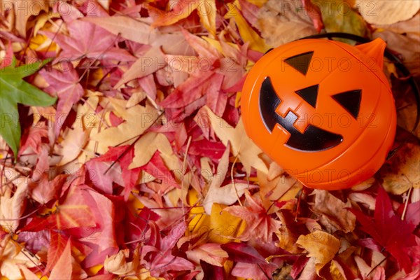 A Halloween pumpkin on a background of red autumn leaves