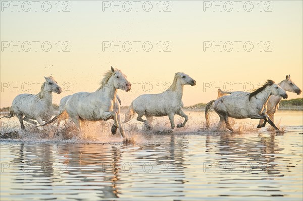 Camargue horses running through the water at sunrise