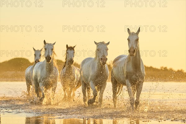 Camargue horses walking through the water at sunrise