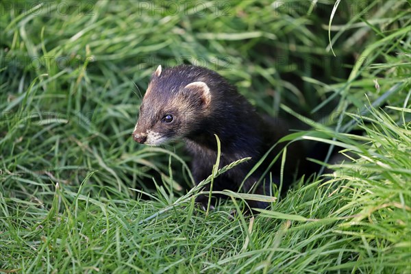 European polecat