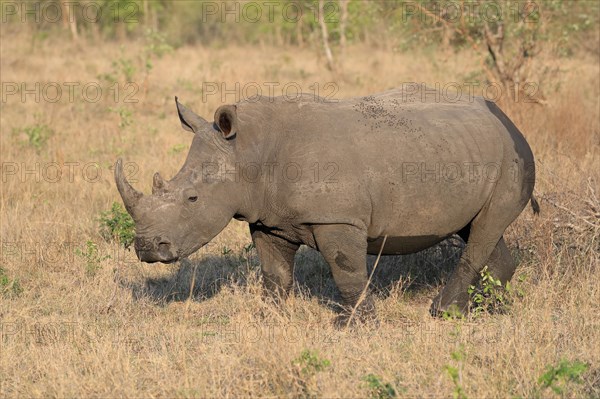 White rhinoceros