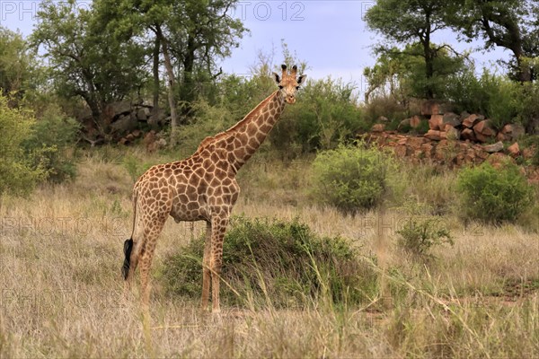 Southern giraffe