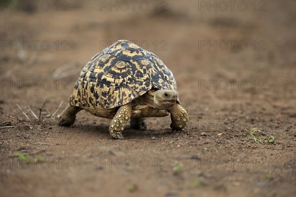 Leopard tortoise