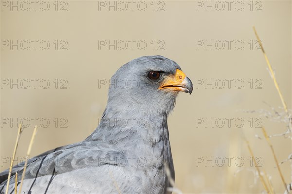 Pale-chanting Goshawk