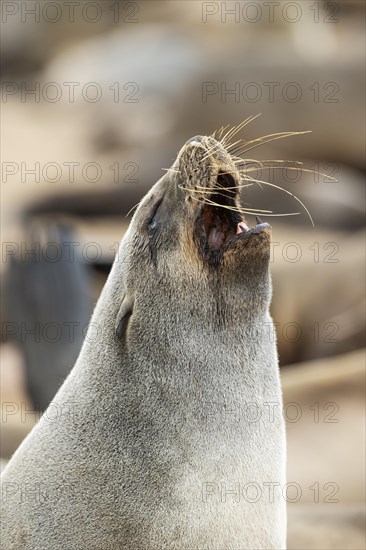 Cape Fur Seal