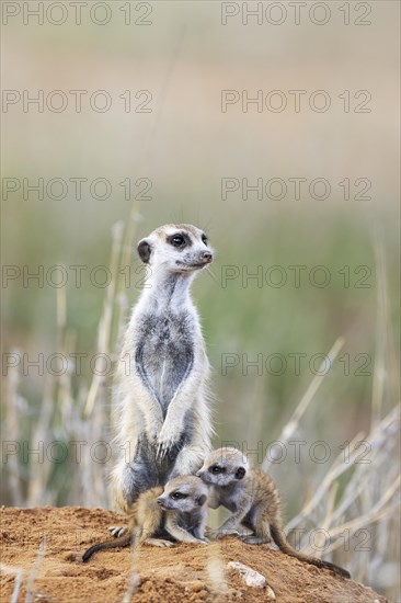 Suricate