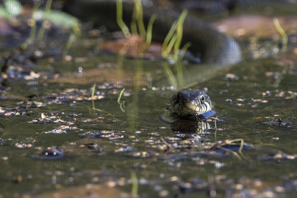 Grass snake