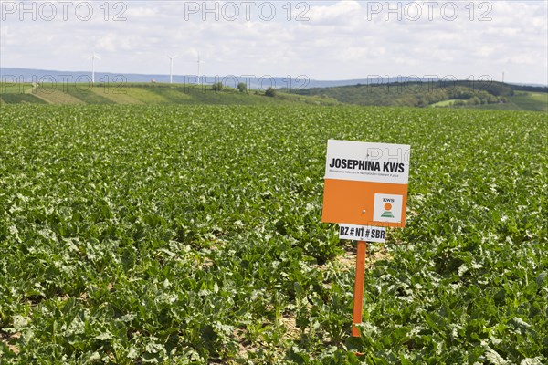Notice board of the company JOSEPHINA KWS on a sugar beet field