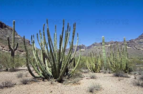 Organ pipe cacti in the Sonoran desert