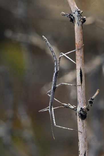 Stick insect