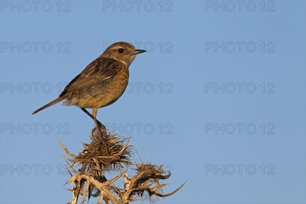 European Stonechat