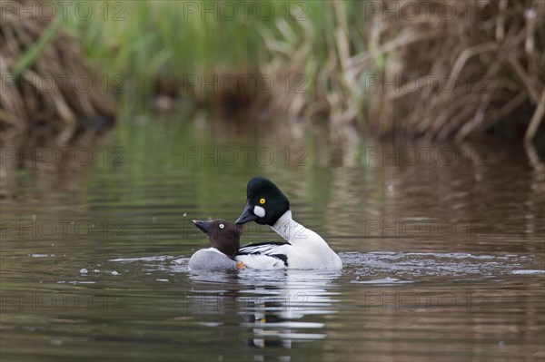 Common goldeneye