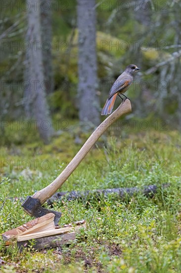 Siberian jay