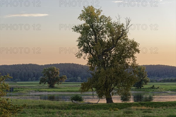 Morning atmosphere in the Elbe floodplain near Darchau in the Elbe River Landscape UNESCO Biosphere Reserve. Amt Neuhaus