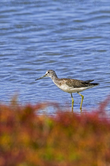 Common greenshank