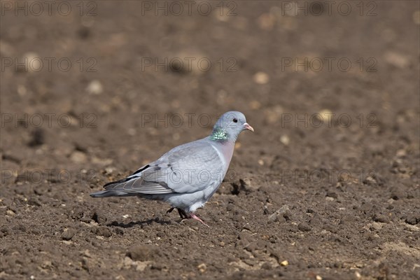 Stock dove