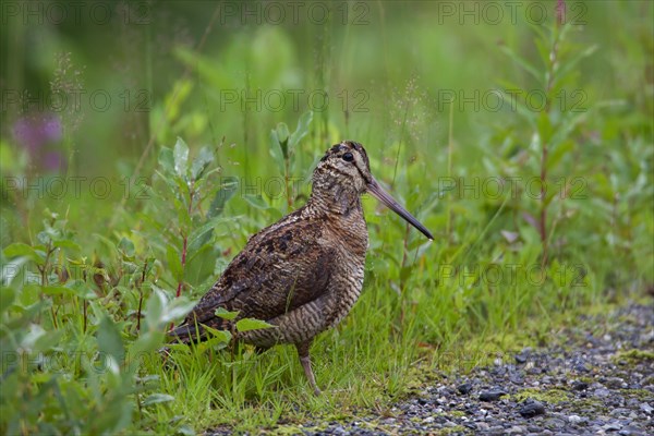 Eurasian Woodcock