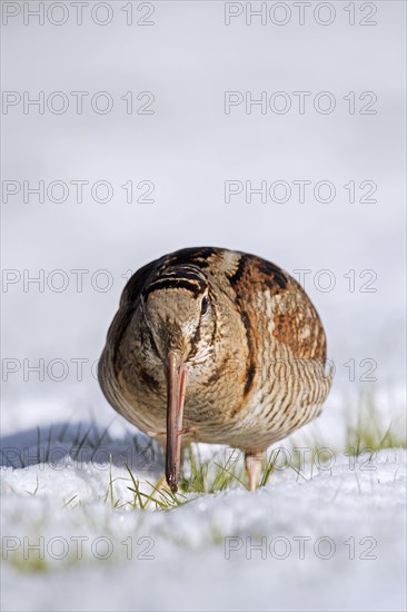 Eurasian woodcock