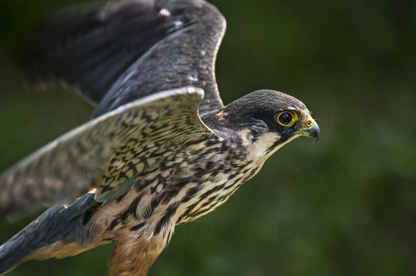 Eurasian hobby