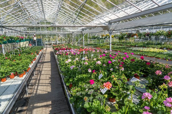 Potted geranium plants on display inside glasshouse of plant nursery