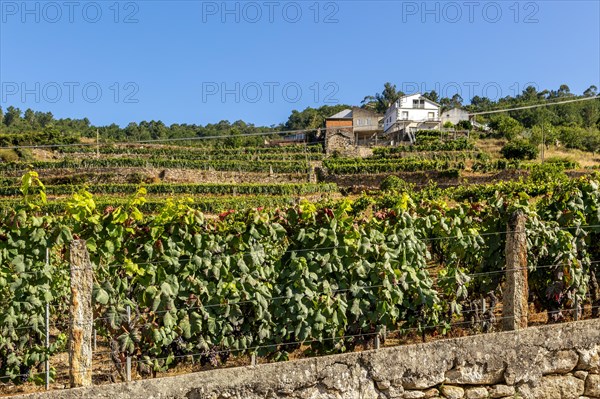 Grapes growing on grapevines
