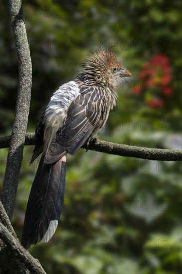 Guira cuckoo