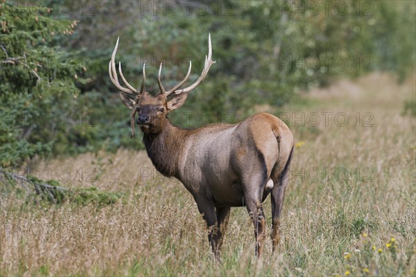 Elk