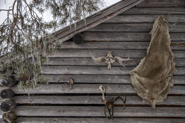 Moose and reindeer antlers and hide hanging outside on wall of log cabin