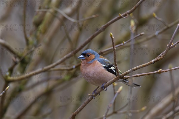 Common chaffinch