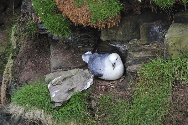 Northern Fulmar