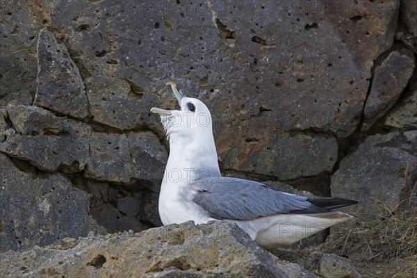 Northern fulmar