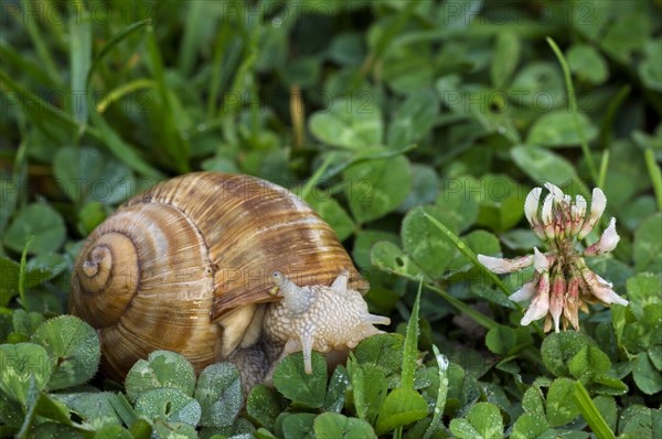 Edible snail