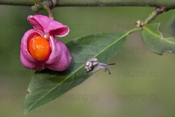 Little snail and European spindle