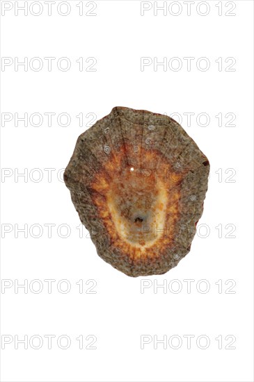 Rayed Mediterranean limpet