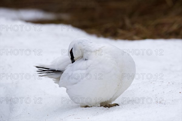 Rock ptarmigan