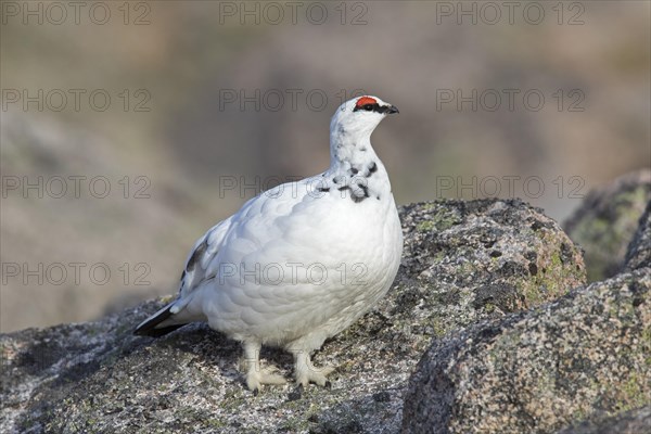 Rock ptarmigan