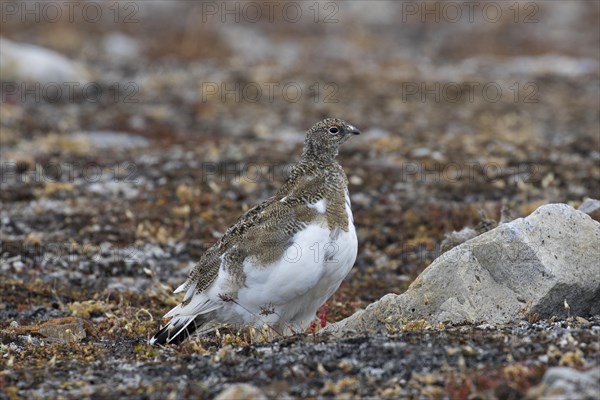 Rock ptarmigan