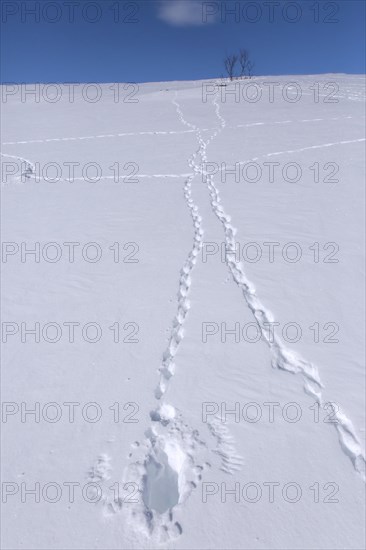 Rock ptarmigan