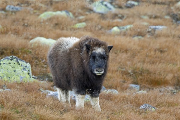 Muskox