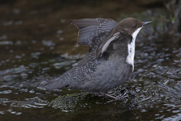 White-throated dipper