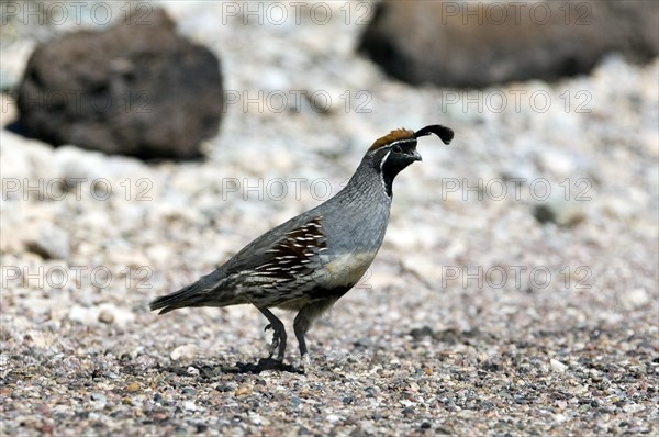 Male Gambel's quail