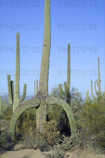 Saguaro