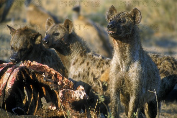 Spotted hyenas