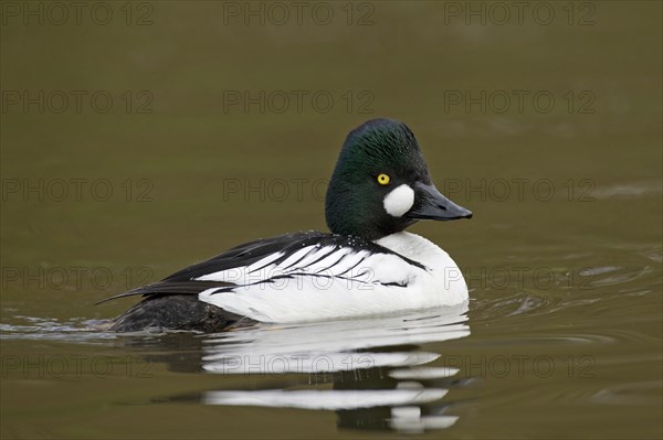 Common goldeneye