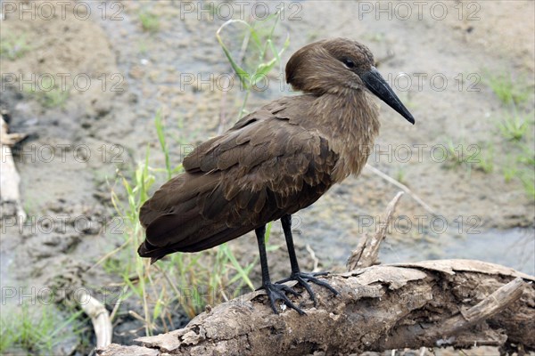 Hammerhead stork