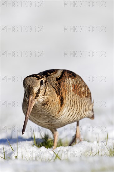 Eurasian woodcock