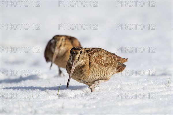 Two Eurasian