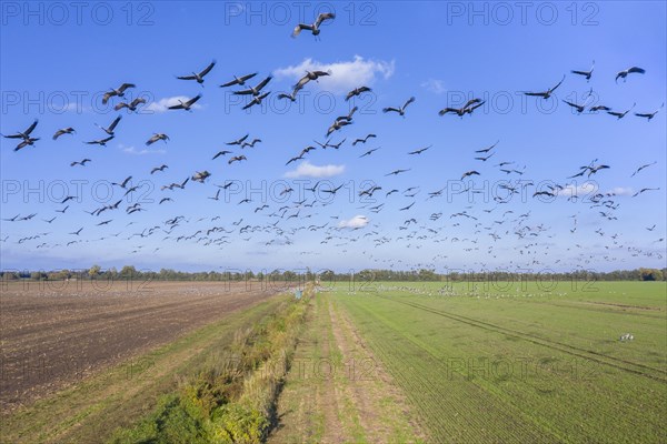 Migrating flock of common cranes