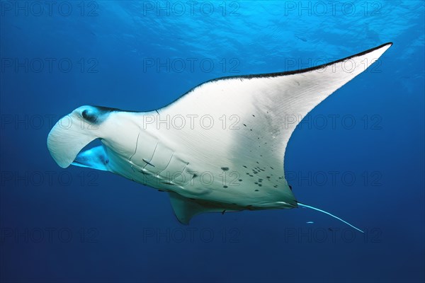 Big ray Manta ray pelagic manta ray